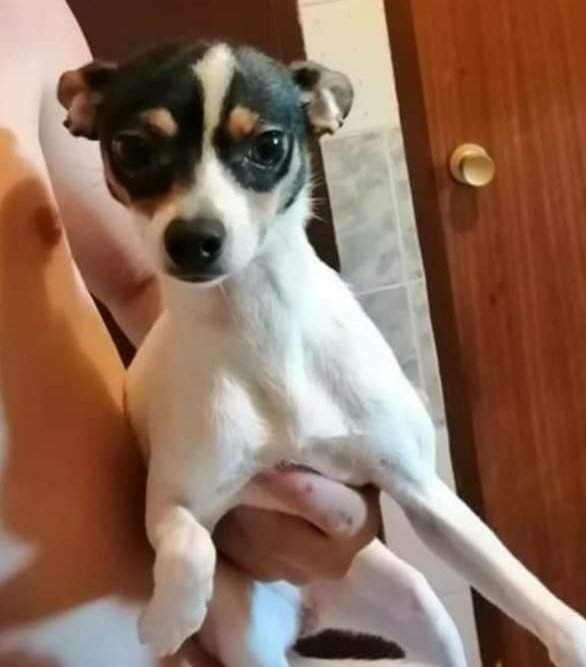 BeatrizAndrino's tweet photo. URGE #ADOPTANTE
#MALAGA
se deshace d ella x mudanza,como si fuera un jarrón
Esta perrita esta buscando #hogar donde la quieran y cuiden mucho,es pequeña pesara 4kg y ademas es cachorrona,8meses
#Adoptala es un amor
☎️633255636wp https://t.co/Tg88CZDQUg"
https://t.co/KTwcMRmSUN https://t.co/9dZcA5YQhq