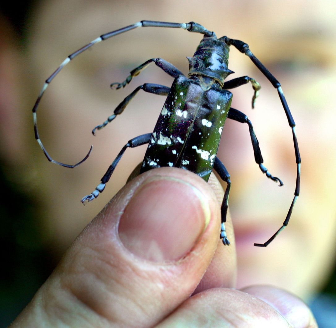 ETGuardian's tweet photo. THIS JUST IN: Battle to eradicate Asian longhorned beetle won in #Toronto and #Mississauga - https://t.co/1FimZ32zaQ
@mclaudebibeau @AAC_Canada @NRCan @InspectionCan @SeamusORegan
 #ALHB https://t.co/QzMz8vpJjy