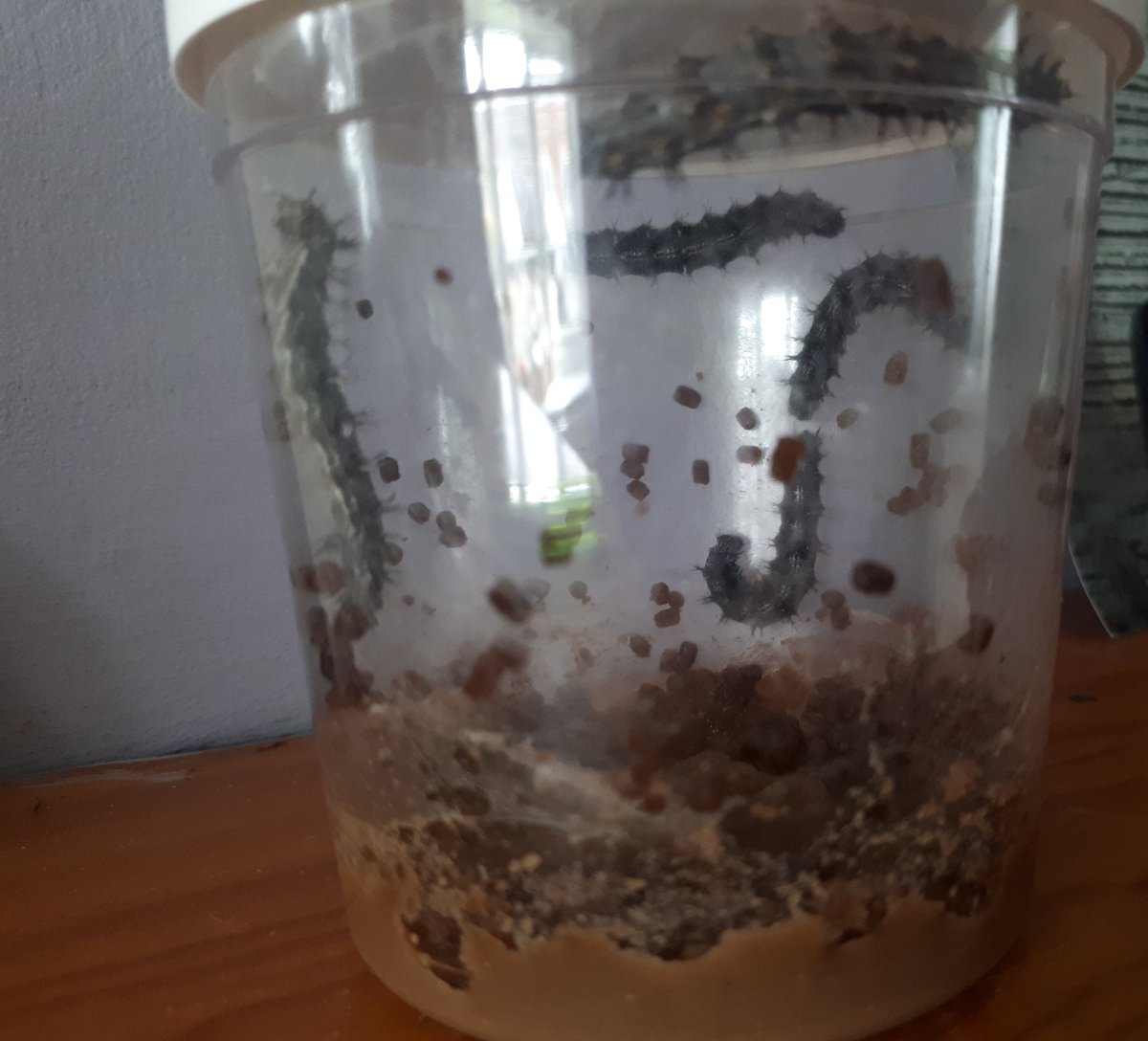 Alanarama1's tweet photo. Butterfly update
Day 8-11 all the catterpillars have gradually gone into their chrysalis form. Tee-Jay has really enjoyed watching the transformation. 3 days and we can put them in the butterfly habbitat 🐛🐛🐛

@TownvilleIS  @MrsBurden10 https://t.co/5r37zDKjNB