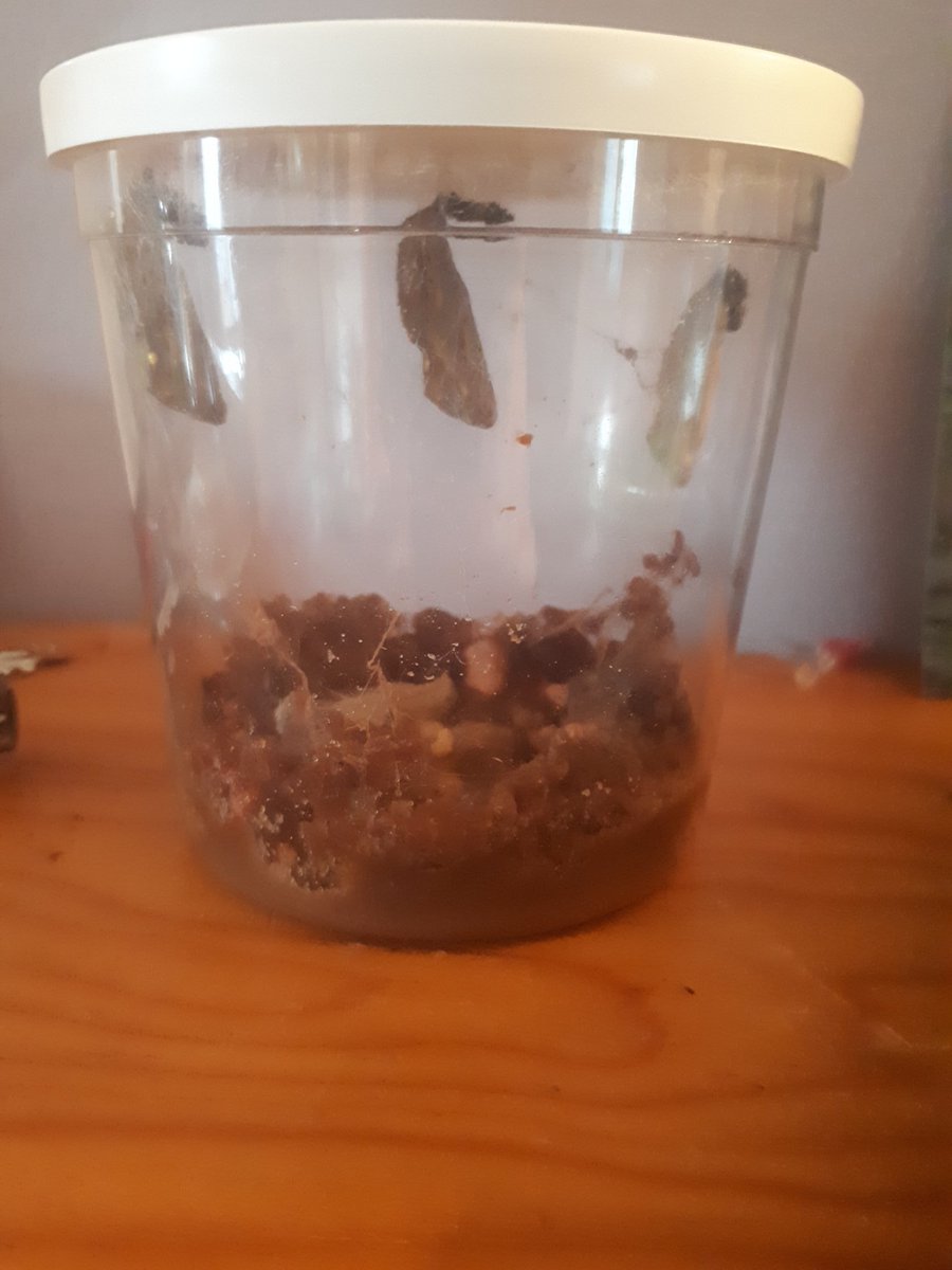 Alanarama1's tweet photo. Butterfly update
Day 8-11 all the catterpillars have gradually gone into their chrysalis form. Tee-Jay has really enjoyed watching the transformation. 3 days and we can put them in the butterfly habbitat 🐛🐛🐛

@TownvilleIS  @MrsBurden10 https://t.co/5r37zDKjNB