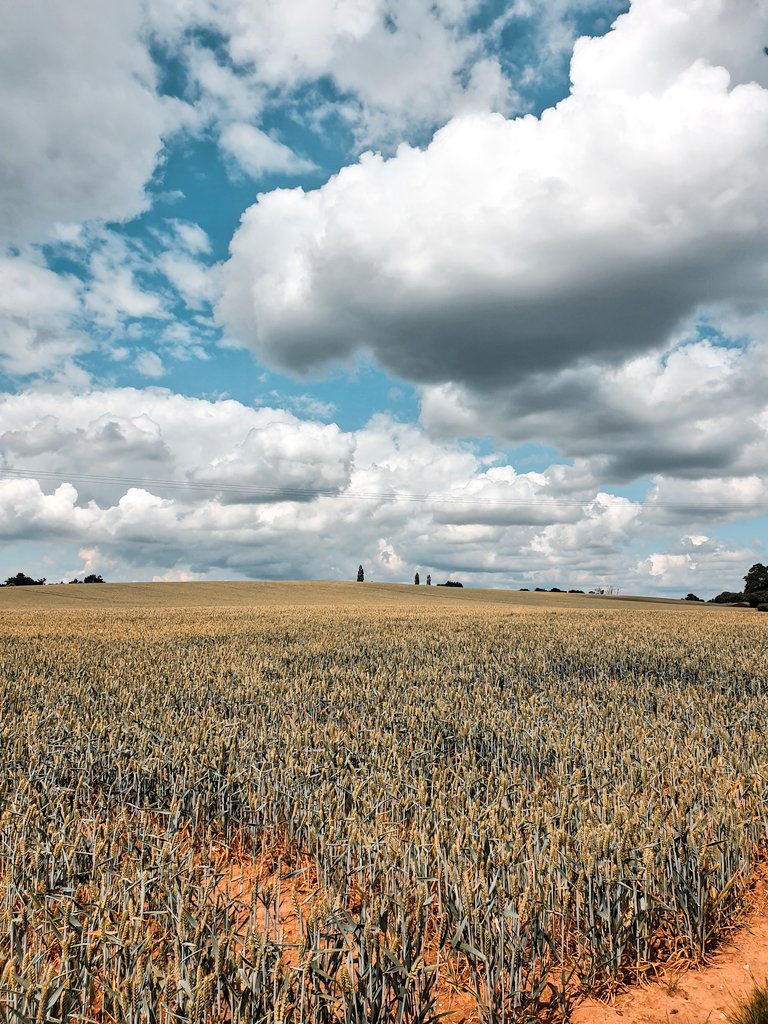 restlesspair's tweet photo. A few from the countryside 🐛 #countryside #selfIsolation #walks https://t.co/1v9l7vdxRr