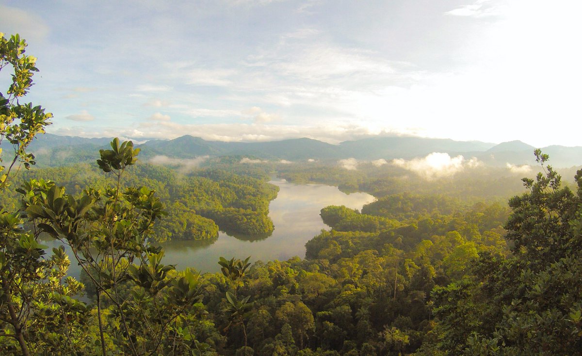 The rainforest of Balok, Malaysia. Photo credit: Eutah Mizushima