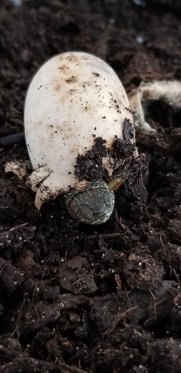 Coach_Harwood's tweet photo. Since they don't make a Hallmark card for this...HATCH ANNOUNCEMENT:
My red-eared slider turtles, Flip (mom) and Flop begat 7 eggs on Feb. 24, and 1 hatched on June 17! He or he has been named "Fly" in honor of the Blues Brothers cover of the song "Flip, Flop, Fly" https://t.co/HVc9JTFzVm