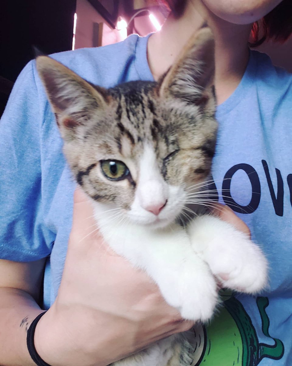 MeowMoeDotCom's tweet photo. #Meet my new #Rescue from a #Kill #Shelter, #Ailene.
 
#Cats #Cat #Kittens #Kitten #Kitty #Pets #Pet #Meow #Moe #CuteCats #CuteCat #CuteKittens #CuteKitten #MeowMoe 
 
https://t.co/S2uZN2INu1 https://t.co/dALDmt2r2i