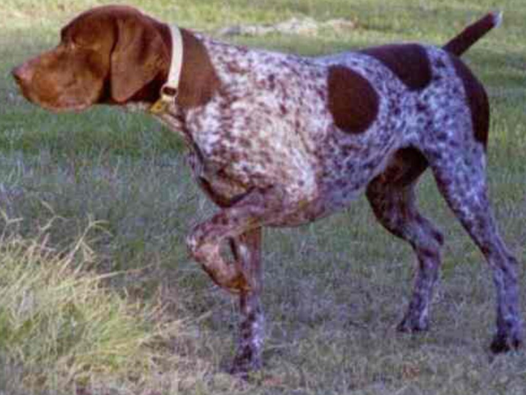 Alaskan Malamute German Shorthaired Pointer Newfoundland Bull Terrier