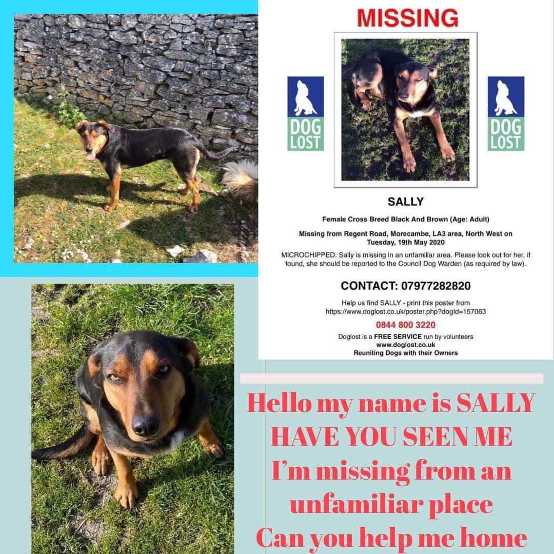 rosiedoc666's tweet photo. #FindSally missing in unfamiliar area, #morcambe could of moved on WHO LIVES IN THESE AREAS? Pls 👀 FOR SALLY
#Garstang #GlassonDock #Quernmore #chipping #DumslopBridge #Natby
https://t.co/cUSrWZKypm…
@MissingPetsGB @bs2510 @ChrstinaKelly @RachaelB100 @gelert01 @PetsAlertUK https://t.co/coVgUXQlbT