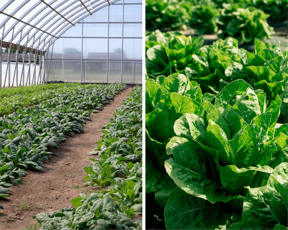 Kendall Allen Blog: Joe's Farm kendallallenblog.com/2020/05/joes-f…