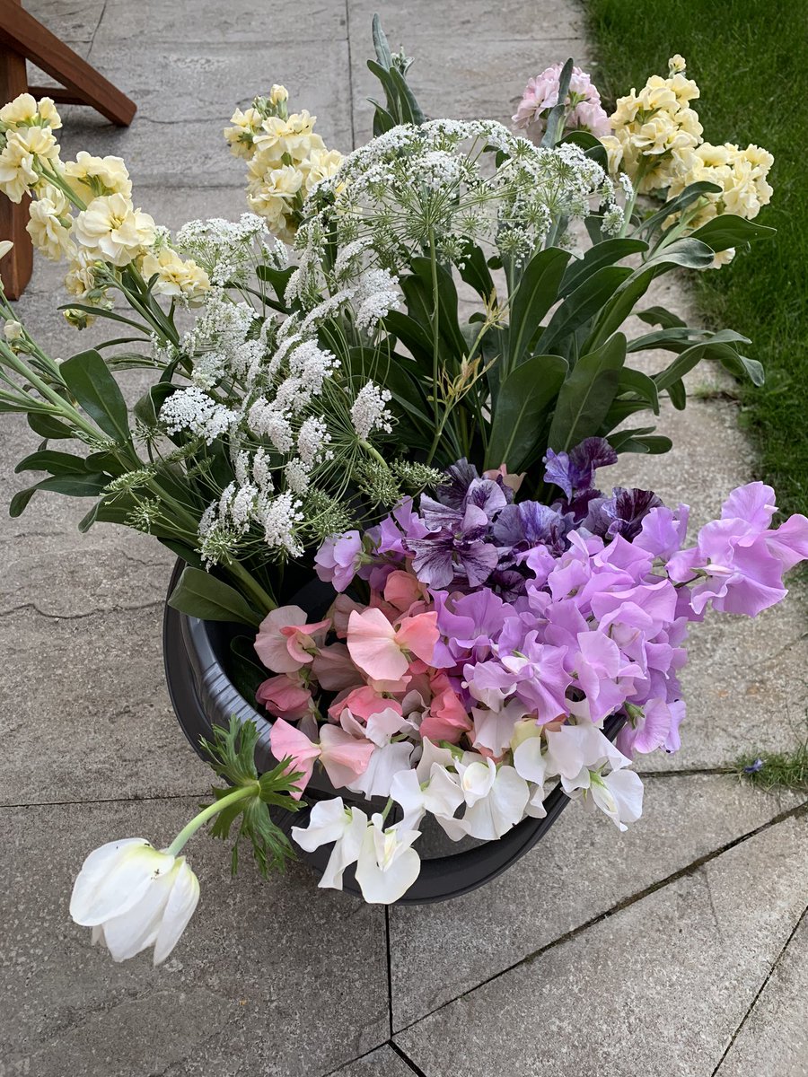 Tonight’s pick from the patch ... just in time before tomorrow’s forecasted storms #aflowerfilledlife #lovemygarden #stocks #sweetpeas #ammimajus #anemone