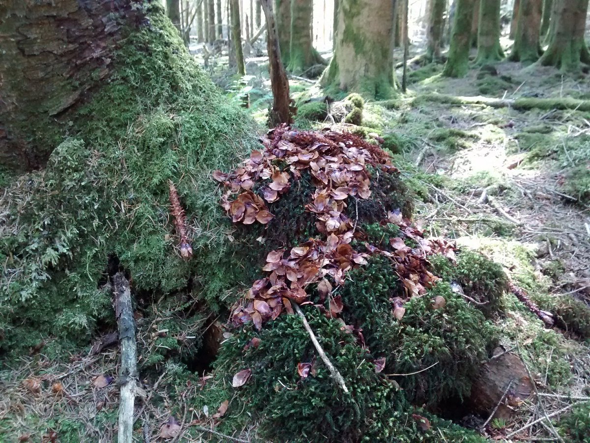 A1 Today I was in the shade of the woods looking at details and for sign of what was about. This one is pretty easy to spot and is where a red squirrel likes to eat. #LoveDandG #GSABiosphere