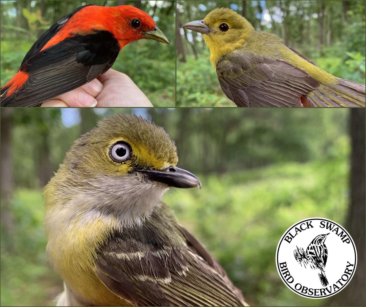 BSBOBIRD's tweet photo. MAPS Update: Metroparks Toledo Oak Openings Preserve Metropark
Date: 6/24/20
Pictured: Top: Male and Female Scarlet Tanager (Piranga olivacea), Bottom: White-eyed Vireo (Vireo griseus)*
Number of Birds Banded: 27
Number of Recaptures: 10
Number of Species Banded: 18 #bsbo #birds https://t.co/Q23ZhPqgKG