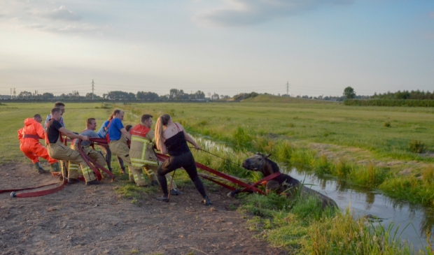Brandweer trekt te water geraakt paard op het droge HARDINXVELD-GIESSENDAM