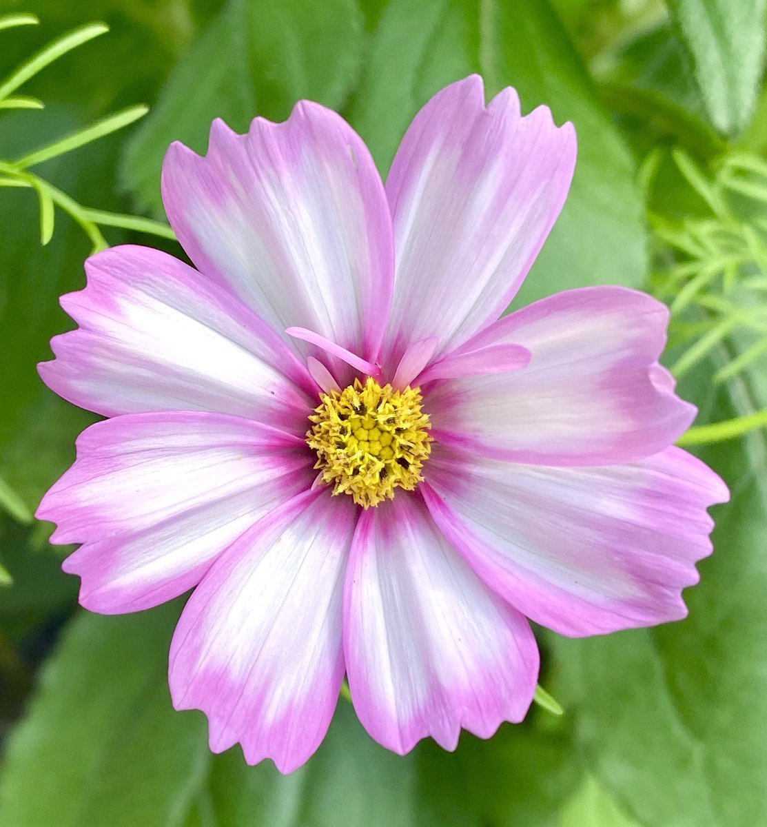 The annuals are popping!