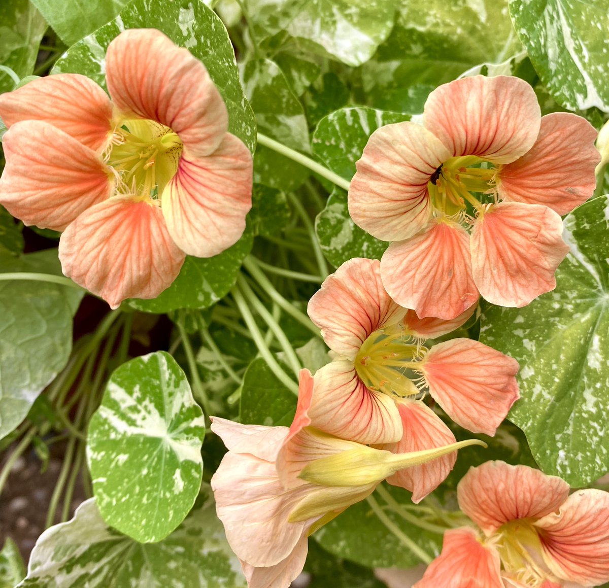 The annuals are popping!