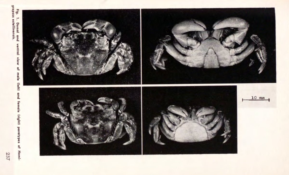 Here's where the story takes a strange turn ... In 1962, a new species of saltwater crab was discovered right there in the Estelline spring. We're talking about marine creatures thriving in the Texas Panhandle, nearly 500 miles from the sea! 3/7  https://www.texasmonthly.com/travel/how-salt-shaped-texas/