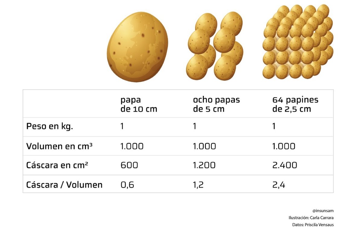 conducir hilo seda cuanto pesa una patata Haz un experimento Asser puñetazo