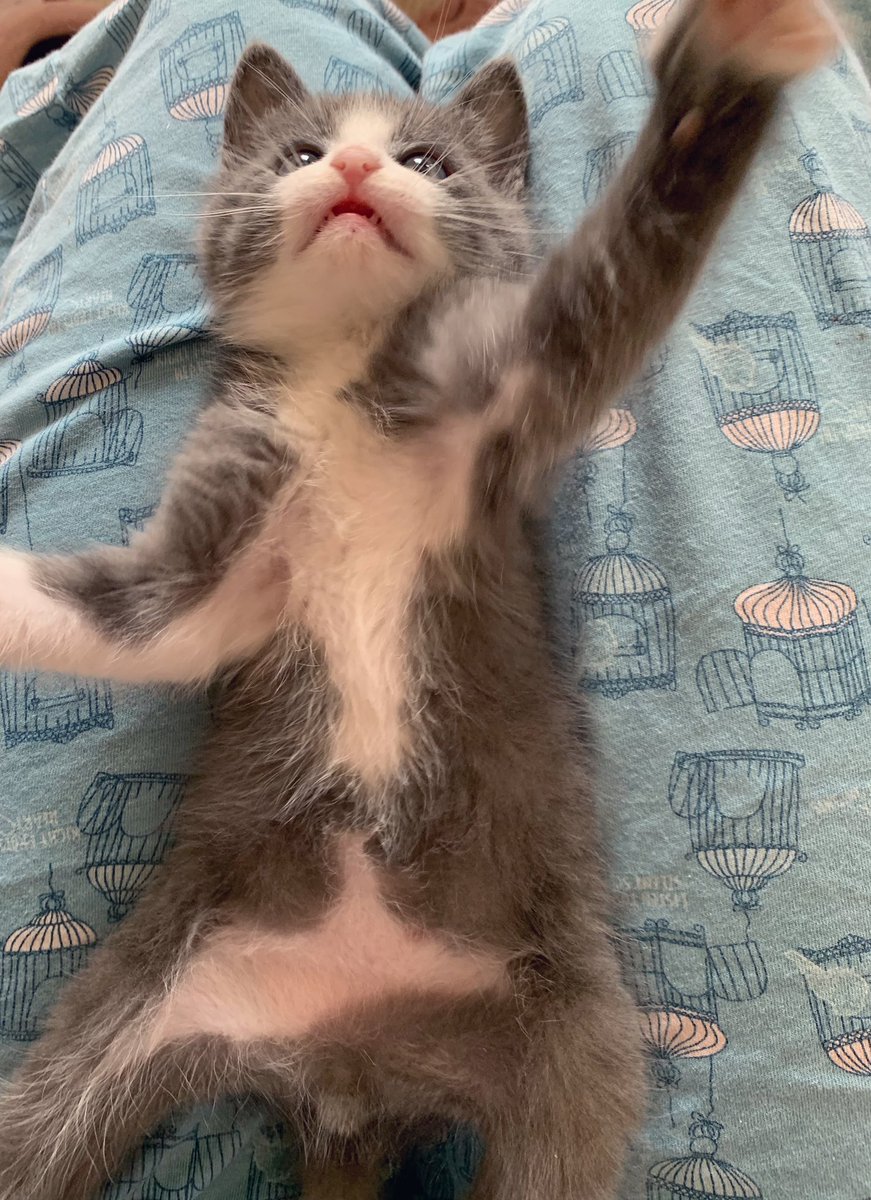 Bastetj1's tweet photo. Ma znate li vi koliko je ovo cudo mekano🥰 https://t.co/vqvPVPjFqH