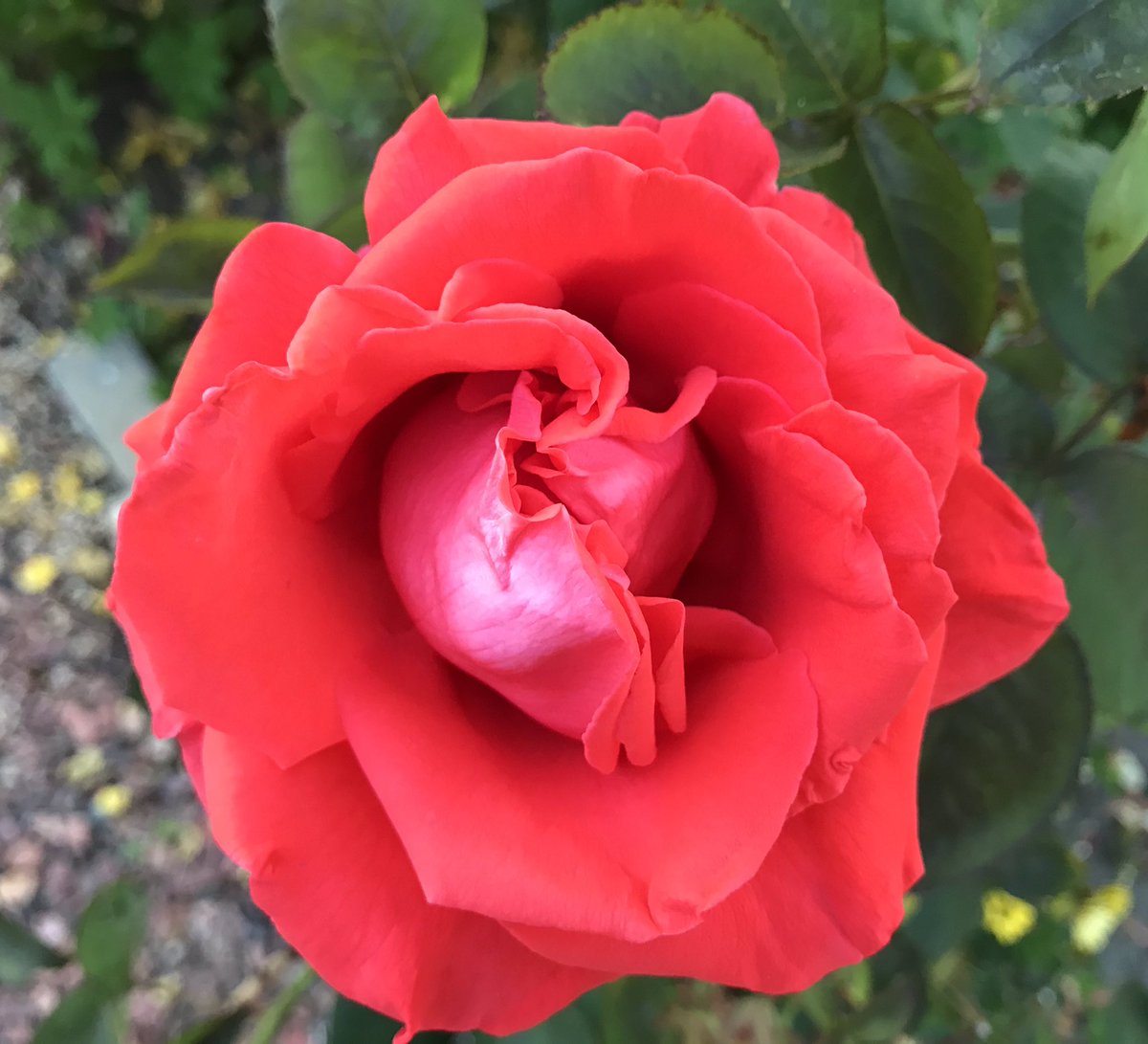 Mooi🌺