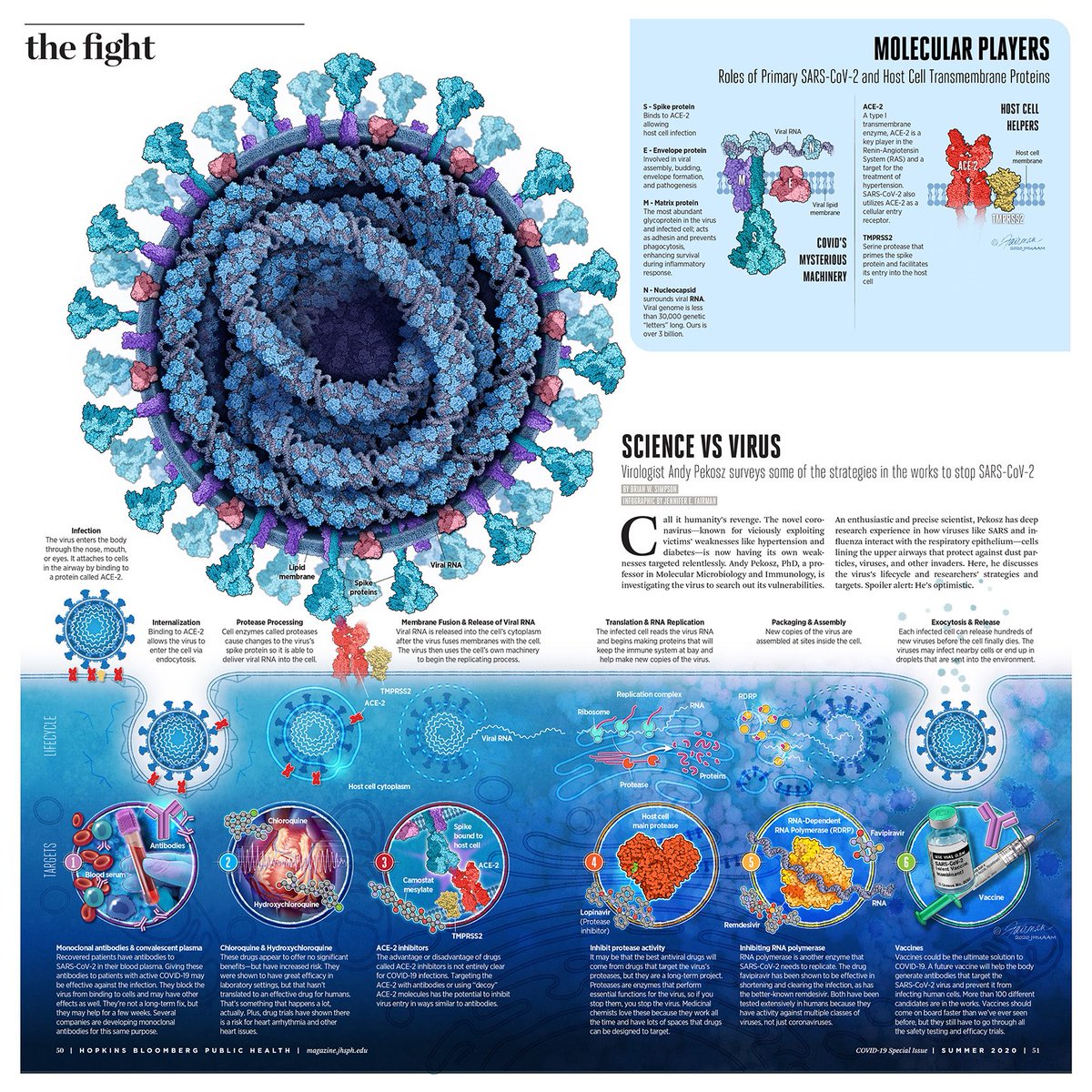 "Science Vs. Virus" Infographic 

#infographic #coronavirus #COVID19 #COVID #science #research #sciencecommunication #medart #scicomm #sciart #academia #medicine #virology #virus <a href="/HopkinsMedicine/">Johns Hopkins Medicine</a> <a href="/JohnsHopkinsSPH/">Johns Hopkins Bloomberg School of Public Health</a> MT <a href="/fairmanstudios/">Jennifer E. Fairman, CMI, FAMI</a>