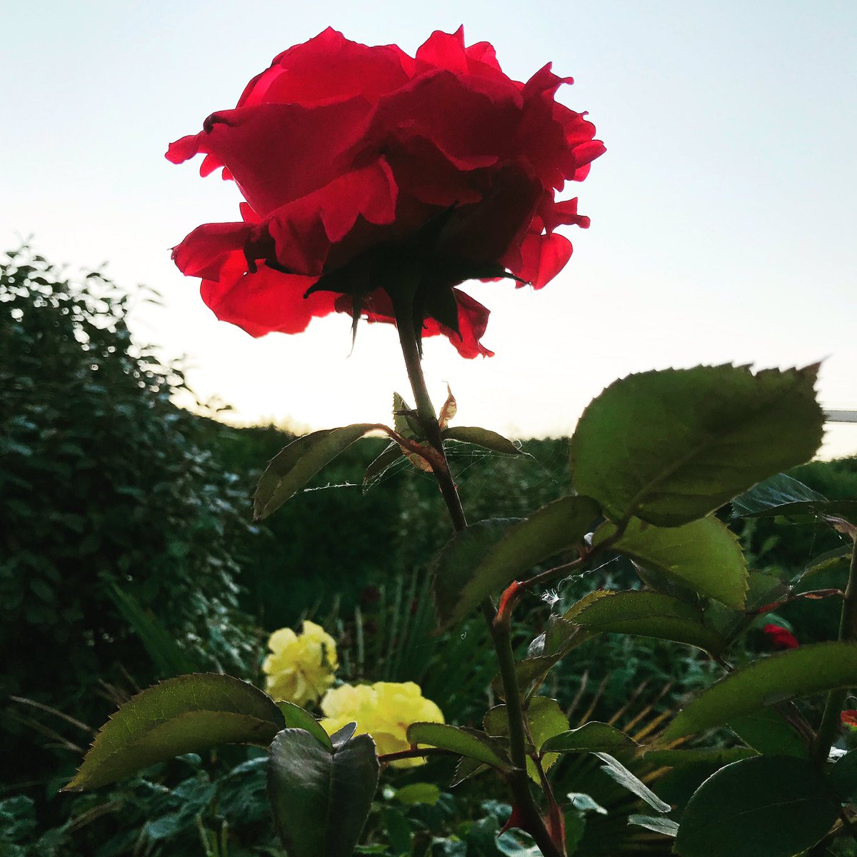 Mooie roos aan de horizon🌺