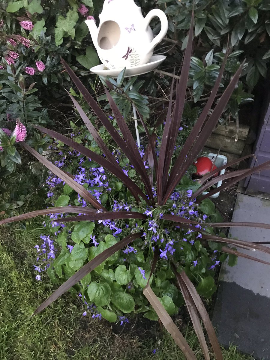 eyemcd's tweet photo. Finally, we have a flower on Hosta after years of #snailgate🐌 https://t.co/RSi4pg6BII