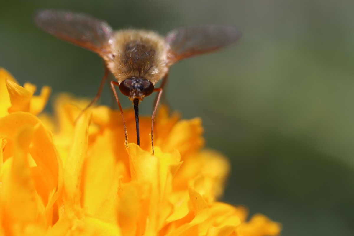 CDFA_OARS's tweet photo. What can you do to help pollinators year-round? Become a citizen scientist with apps like @iNaturalist and plant flowers and other pollinator-friendly plants. #PollinatorWeek2020 Photo: Kevi Mace https://t.co/qj72kli9K4