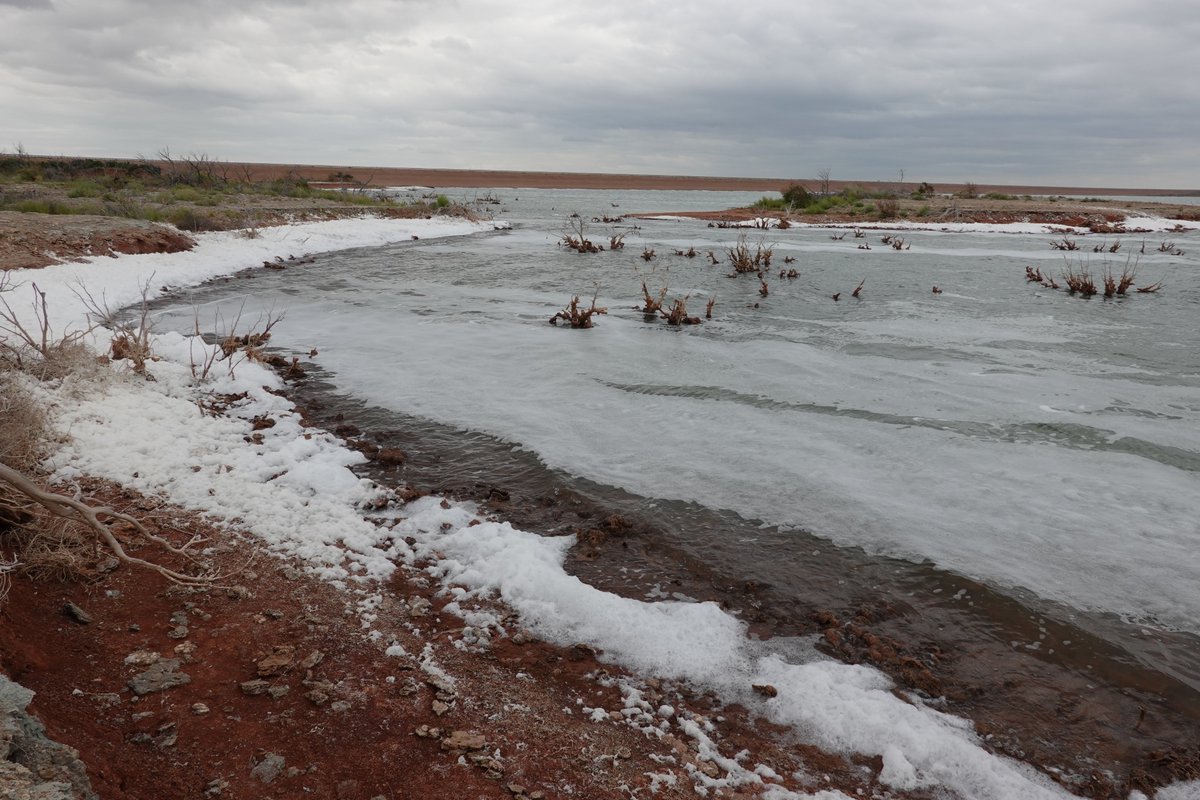 What ultimately happened to the Panhandle crabs was pretty sad. I never got to see the Estelline spring, either (at least not, um, in a work capacity). However, I did check out this other weird reservoir in the area called the Truscott Brine Lake. Look at all that salt! 5/7
