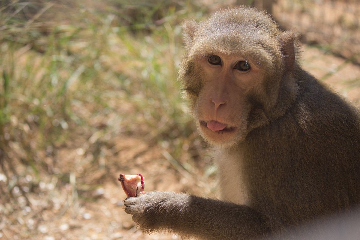 STARTING SOON at 7:30PM ET/6:30PM CT: Our #Zoom virtual gala! There is still time to register and join us for a lively conversation about life among more than 450 #monkeys, #animal rescues, and more at our primate #sanctuary! Register for free: bit.ly/bfusagala2020