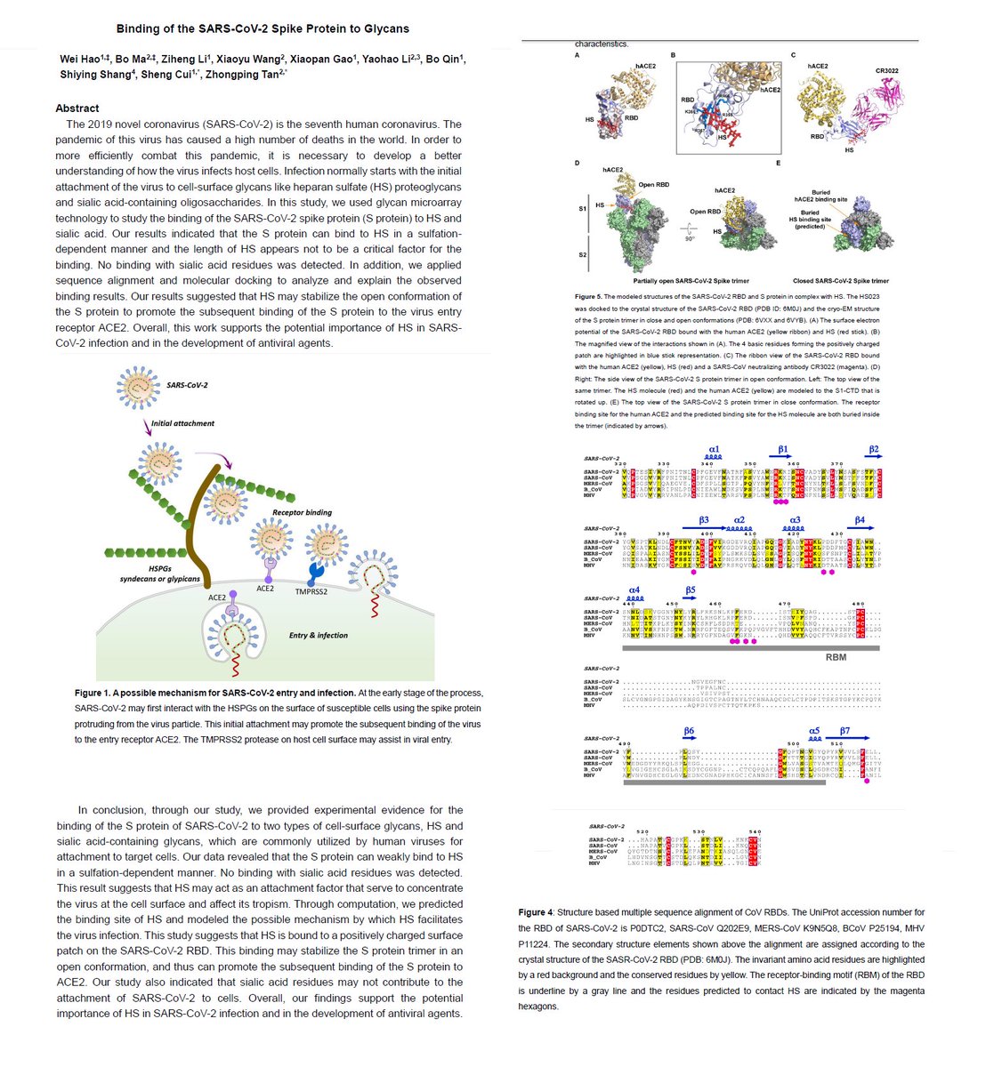 7/ Glycan BindingBinding of the SARS-CoV-2 Spike Protein to Glycans https://www.biorxiv.org/content/10.1101/2020.05.17.100537v1.full.pdfThe 2019 coronavirus (SARS-CoV-2) surface protein (Spike) S1 Receptor Binding Domain undergoes conformational change upon heparin binding https://www.biorxiv.org/content/10.1101/2020.02.29.971093v2
