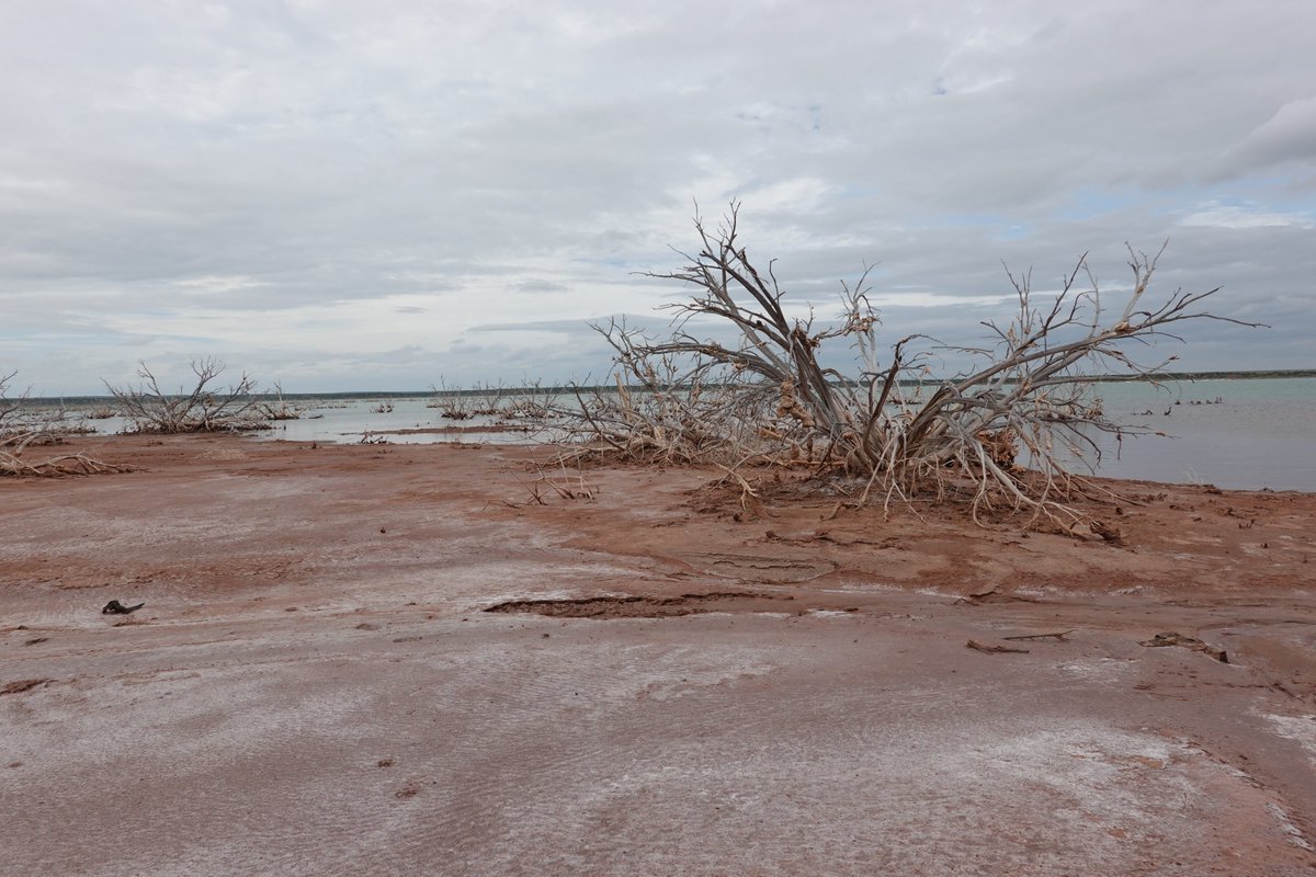 What ultimately happened to the Panhandle crabs was pretty sad. I never got to see the Estelline spring, either (at least not, um, in a work capacity). However, I did check out this other weird reservoir in the area called the Truscott Brine Lake. Look at all that salt! 5/7