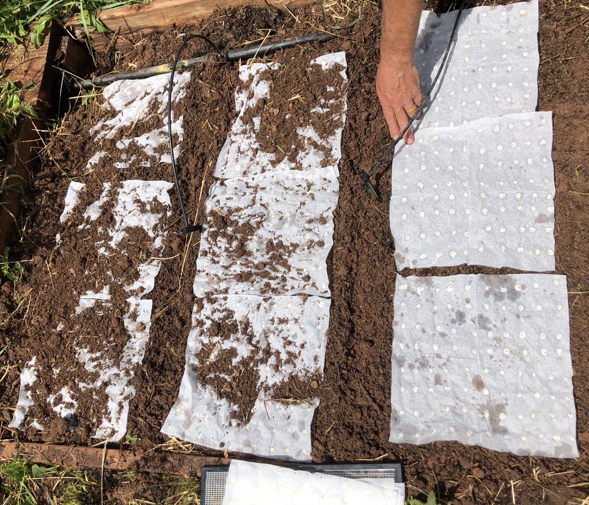 We planted the last of the main garden crops until fall today. I make DIY seed mats for carrot seeds. I hate thinning carrots. These are properly spaced at planting. 70-80 carrots per mat.  Seeds tacked down with flour/water paste.  #VictoryGarden