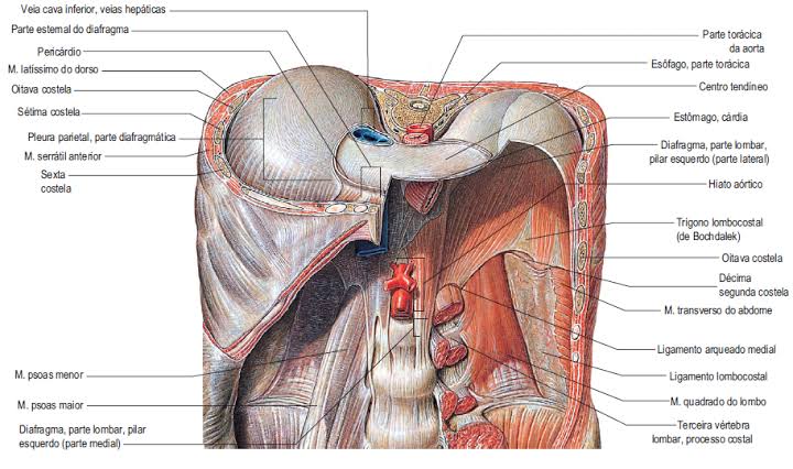FisioterI's tweet photo. El diafragma torácico (DT) es un músculo en forma de cúpula, cuyas fibras musculares discurren hacia la periferia del mismo, elevándose más del lado derecho que del izquierdo. Consta de una cara superior convexa, relacionada directamente con tórax, corazón, pulmones y pleura https://t.co/TapMerKnav