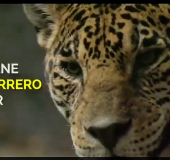 Debemos a #AmyCamacho la inmensa felicidad y emoción que nos causó cada visita en familia a <a href="/AfricamSafari/">Africam Safari</a>. Qué triste su partida. #DEP