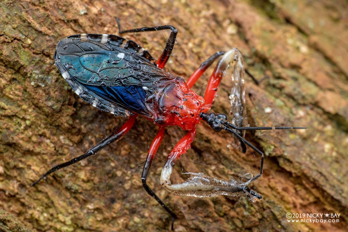 singaporemacro's tweet image. Amulius malayus, the tree resin assassin bug dips its forelegs into tree resin to attract and ensnare prey like stingless bees. 

Always knew it was cool to walk around with arms covered with attractive glue.