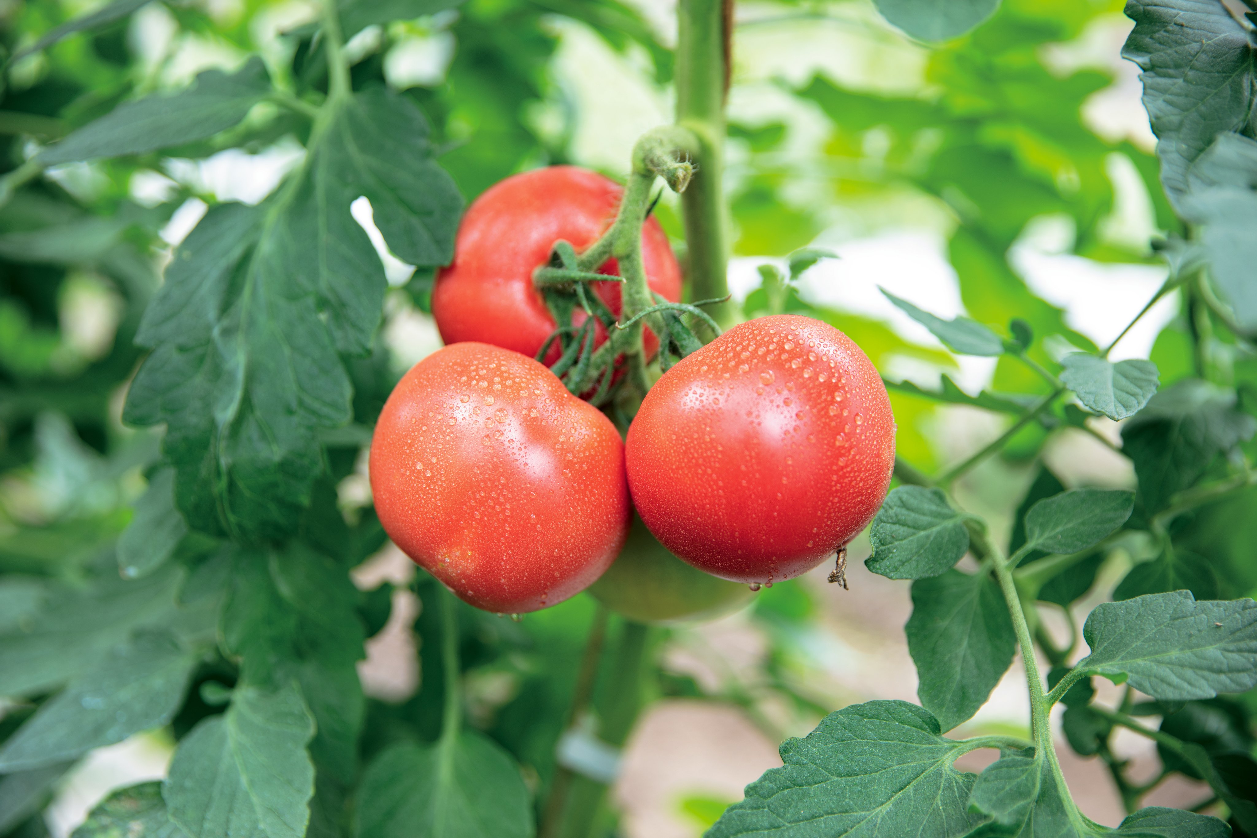 Coyori 公式 旬の野菜 トマト トマトが赤くなると医者が青くなるという言葉もあるほど栄養がたっぷりなトマト リコピンを始めとして美容成分もたくさん含まれるためcoyoriの化粧品原料として利用しています しかも贅沢に京トマトを原料に 肌の