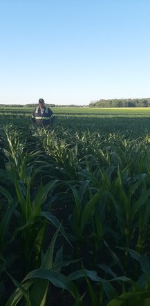 Waist high by the 25th of June.