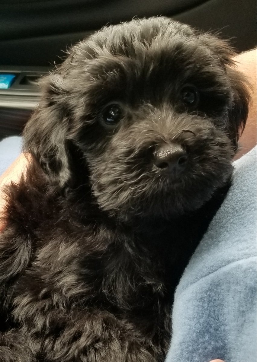 Banjob18's tweet photo. New addition to our family, Sawyer!! https://t.co/egHVNWgBix