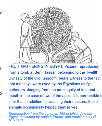 The animals the Egyptians chose weren't random. They all had one thing in common, they were useful to the people. Baboons had to be useful to survival. every animal they venerated had that in common. So how were they useful? It looks like they helped pick fruit for people.