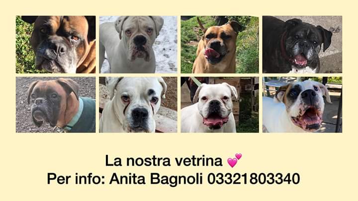 ADOTTA UN CUORE*CONDIVISIONI*APELL tweet media