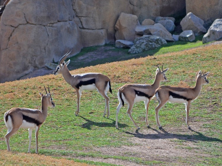 arca_zoo's tweet photo. Gacela de Thompson 
(Eudorcas Thomsonii).
La gacela de Thompson es un antilope pequeño que se caracteriza por tener una franja negra horizontal en su cuerpo que le ayuda para camuflarse. Este antílope es el segundo mamífero más veloz después del chita, superando los 80 km/h. https://t.co/2u3NISpM0N