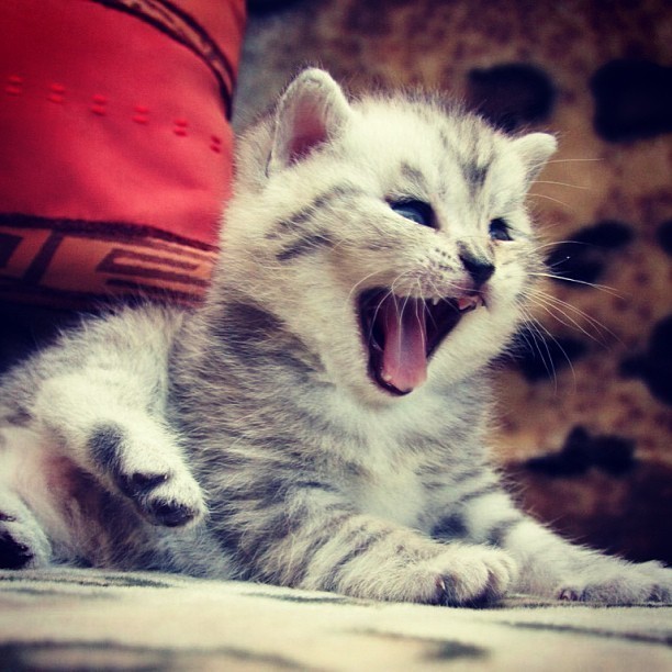 Show your Love to Cute, Small and Adorable Kitten.....