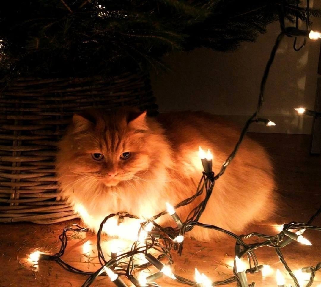 Show your Love to Cute, Small and Adorable Kitten.....