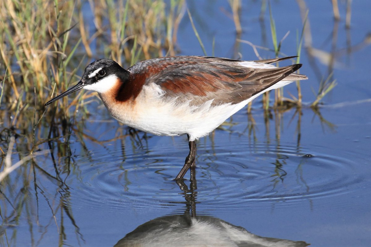 Max Malmquist 🪶 tweet media