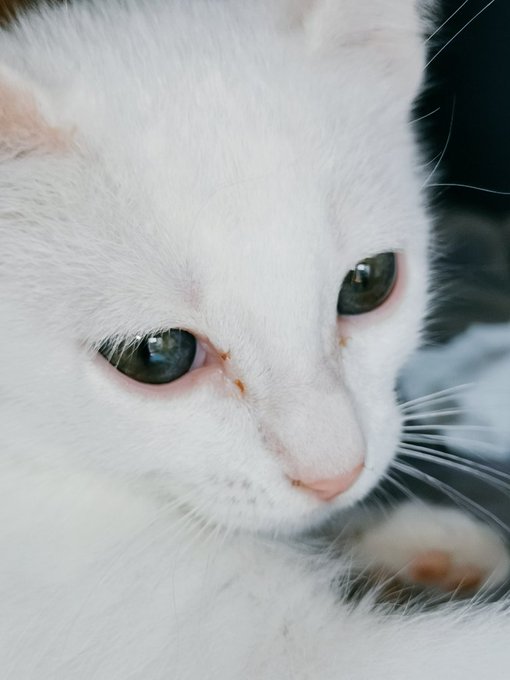I can see a little light blue spot in one of his eyes and day by day it gets bigger. I'm starting to