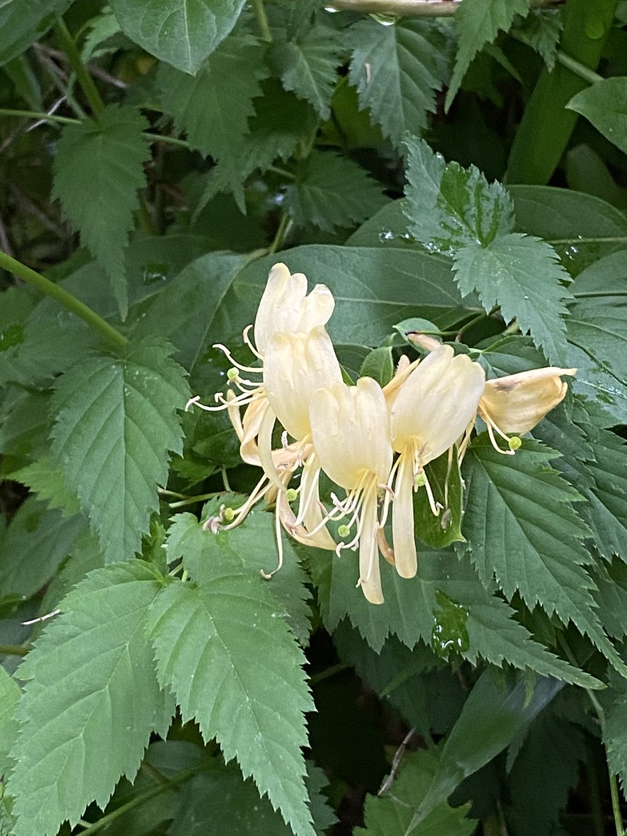 粉雪 しろっぷ 目 マツムシソウ目 Dipsacales 科 スイカズラ科 Caprifoliaceae 属 スイカズラ属 Lonicera 種 スイカズラ L Japonica 少し前に山で見かけたスイカズラ ちょうちょみたい