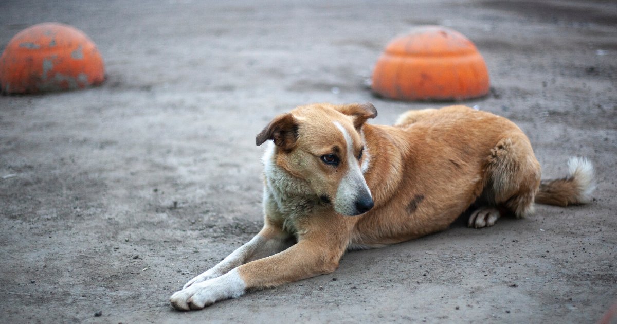 What Can Stray Dogs Eat