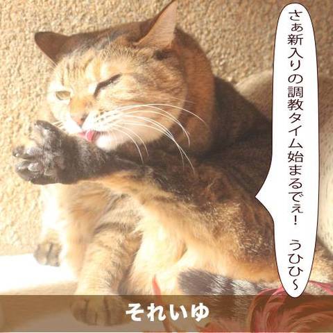 猫 パンチ 漫画 世界漫画の物語 猫 パンチ 漫画 世界漫画の物語