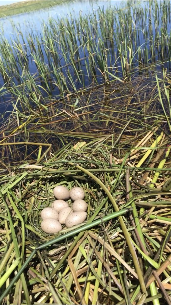 This week’s wetlands surveys wouldn’t be complete without coot nests and “friendly” greetings from black terns! #wetlands #wetlandconservation