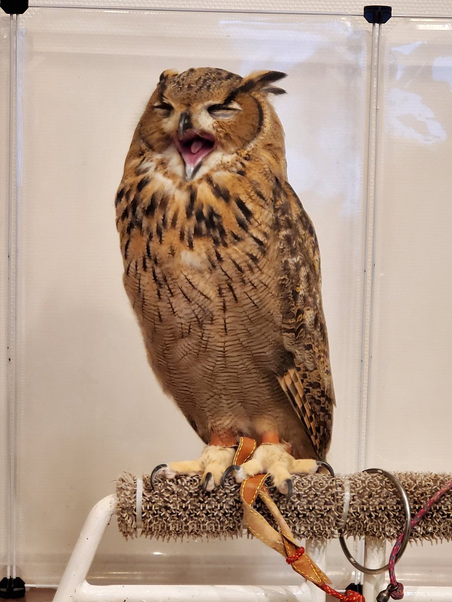 フクロウの赤ちゃん Traola Twitterren フクロウの赤ちゃん Traola Twitterren
