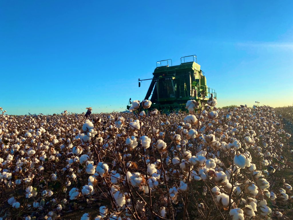 Trial picking underway in the Ord. #ordcott #cotton20 @CropNorthern <a href="/PennyG81/">Penelope Goldsmith</a> <a href="/Paul_Grundy_Aus/">Paul Grundy</a>