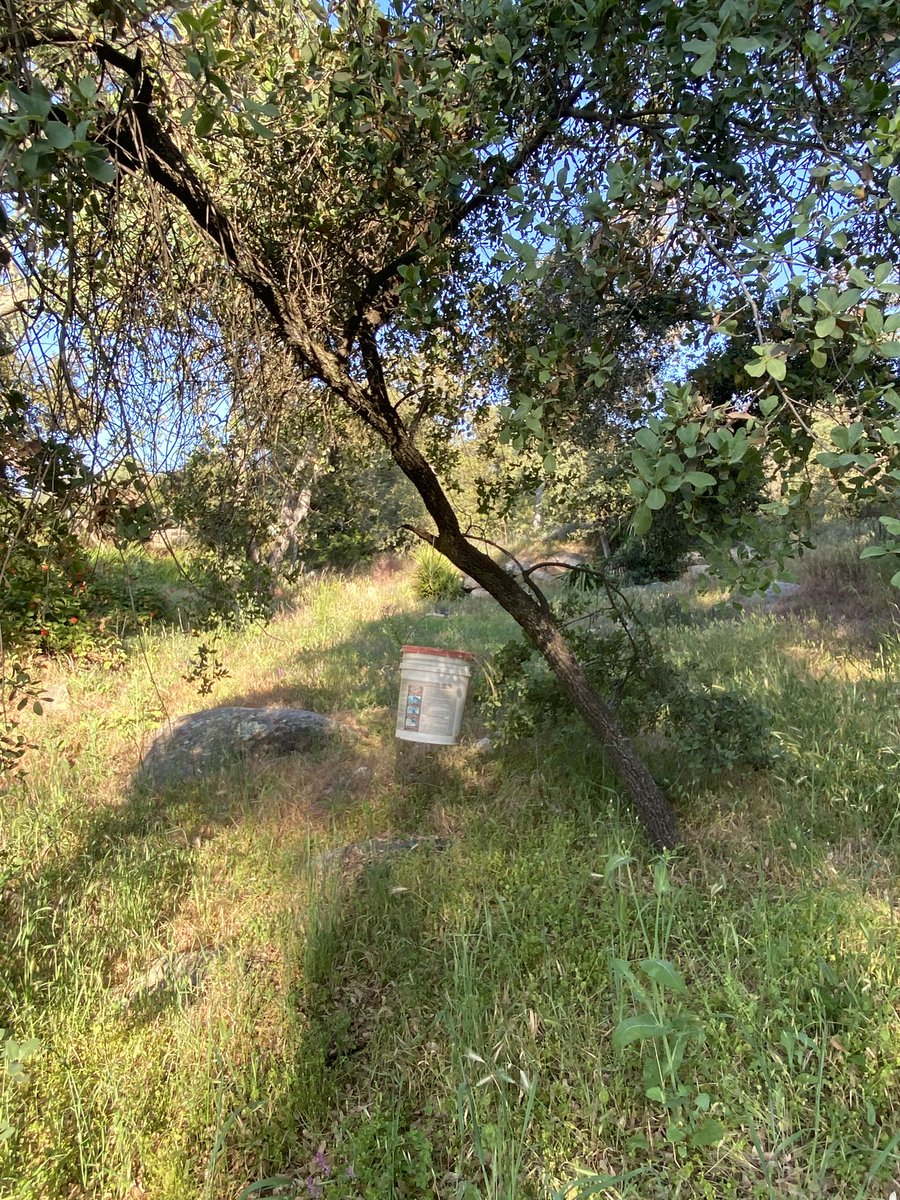 kellymdean's tweet photo. trash thrown on the lawn, a and overgrown plants all over the lawn. Not to mention it was the end of May - their seasonal pool wasn’t set up which wasn’t disclosed and there was no hammock as displayed in the photos. #airbnb #airbnbsupport https://t.co/NkX63iGkUl